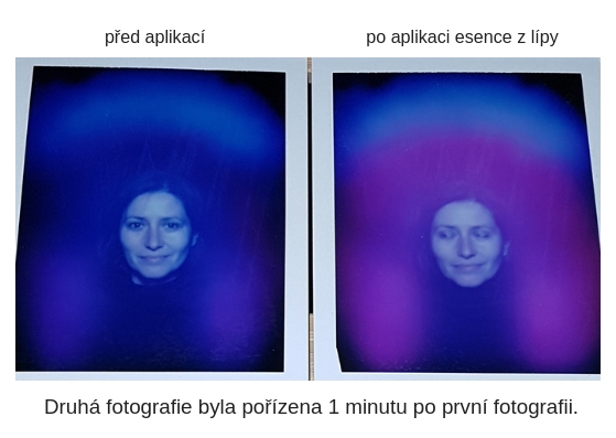 Lipa v aure